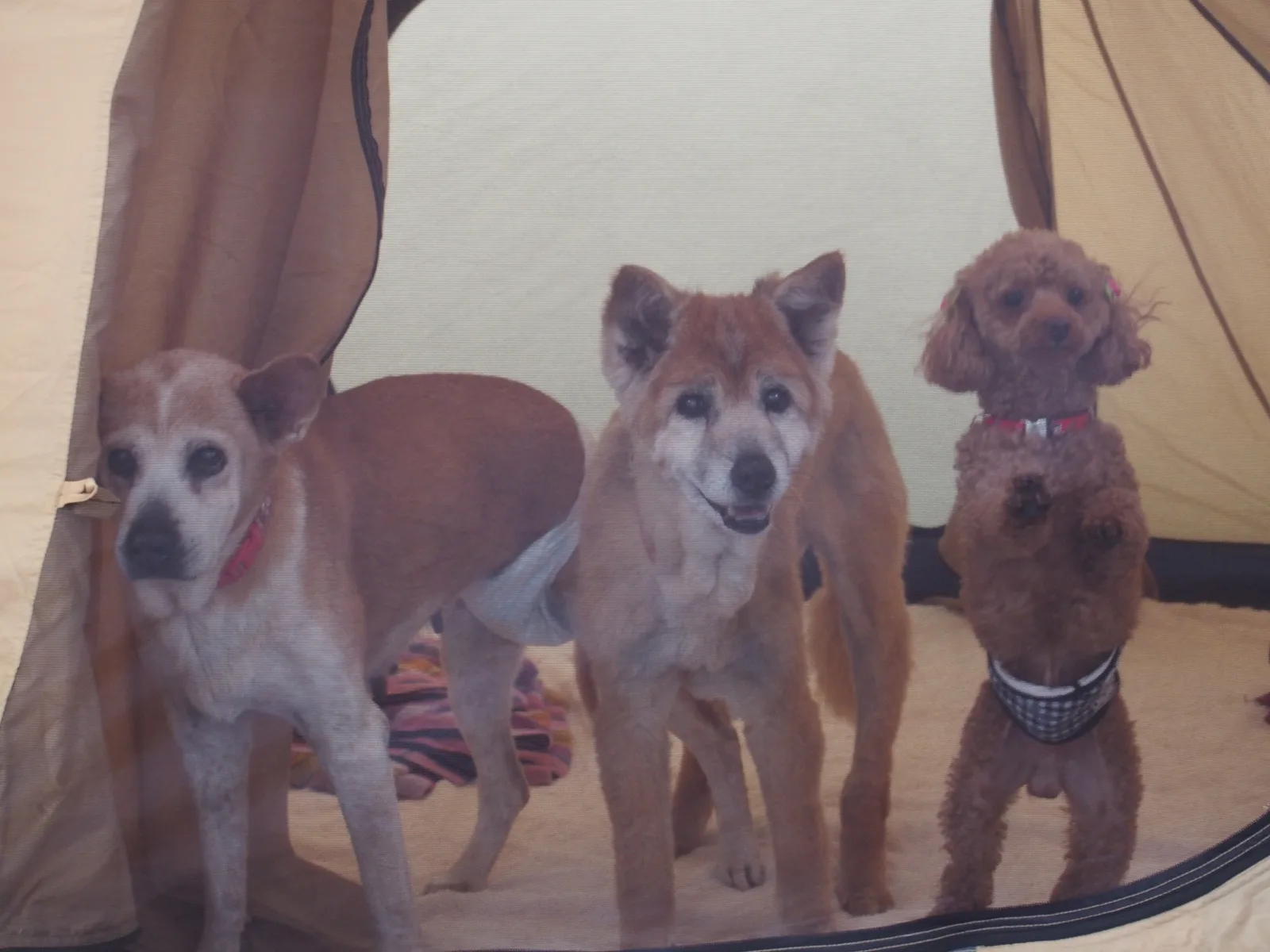 テント内でくつろぐ3頭の犬